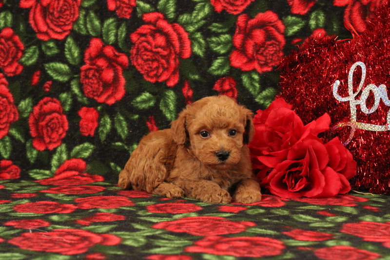 puppy, for, sale, Mini Poodle, Matthew B. Stoltzfus, dog, breeder, Gap, PA, dog-breeder, puppy-for-sale, forsale, nearby, find, puppyfind, locator, puppylocator, aca